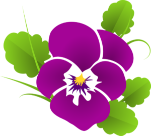pansy, violet, viola-427139.jpg